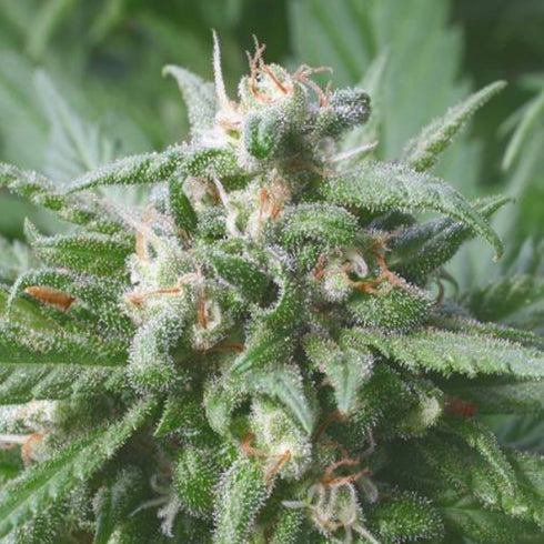 Serious Seeds - Biddy Early