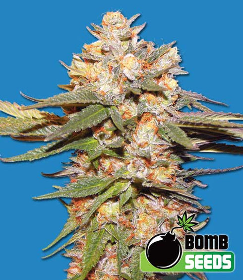 Bomb Seeds - Big Bomb Auto