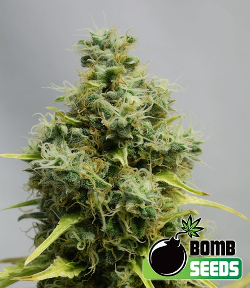 Bomb Seeds - Big Bomb