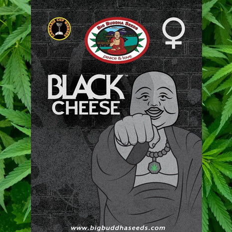 Big Buddha Seeds - Black Cheese