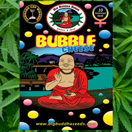 Big Buddha Seeds - Bubble Cheese