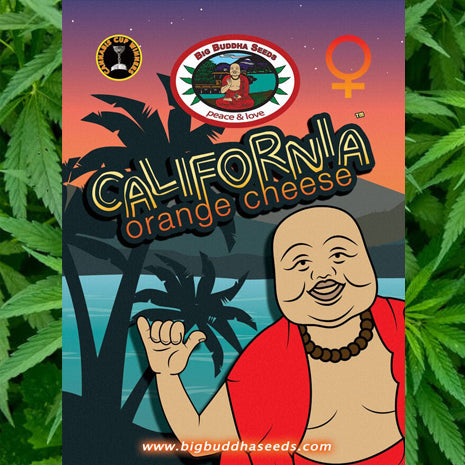 Big Buddha Seeds - California Orange Cheese