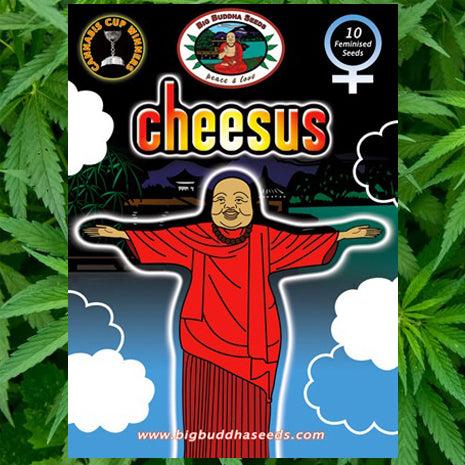 Big Buddha Seeds - Cheesus