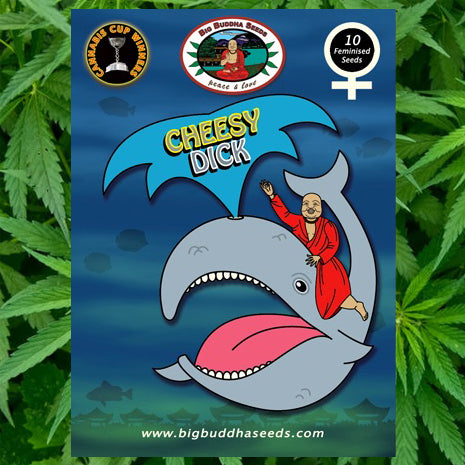 Big Buddha Seeds - Cheesy Dick