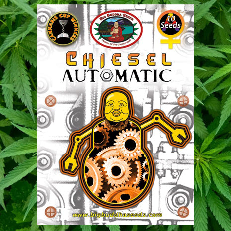 Big Buddha Seeds - Chiesel Automatic