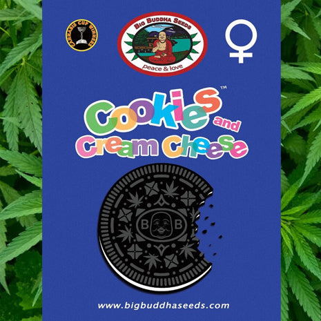Big Buddha Seeds - Cookies & Cream Cheese