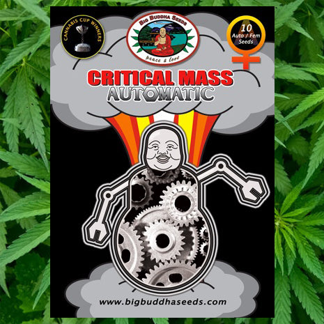 Big Buddha Seeds - Critical Mass Automatic