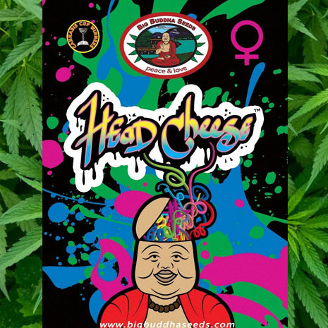 Big Buddha Seeds - Head Cheese