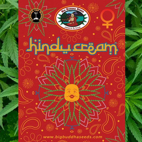 Big Buddha Seeds - Hindu Cream