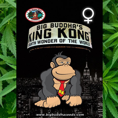 Big Buddha Seeds - King Kong