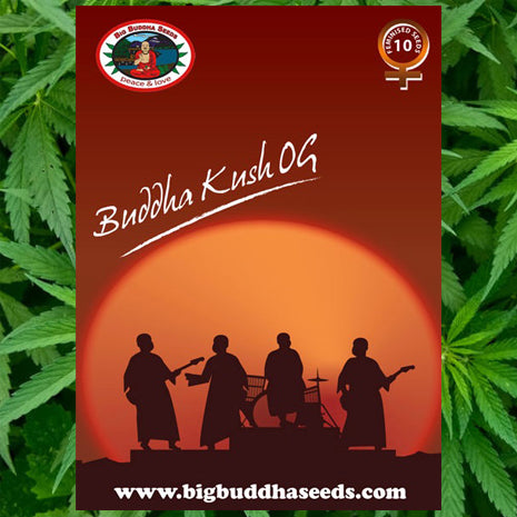 Big Buddha Seeds - Buddha Kush OG