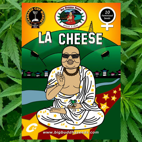 Big Buddha Seeds - L.A Cheese
