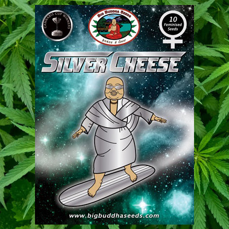 Big Buddha Seeds - Silver Cheese
