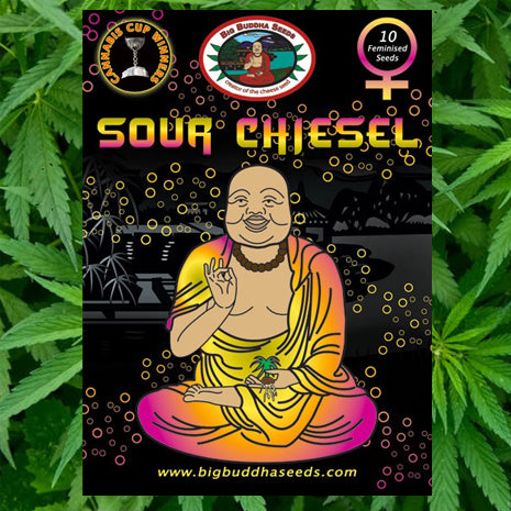 Big Buddha Seeds - Sour Chiesel