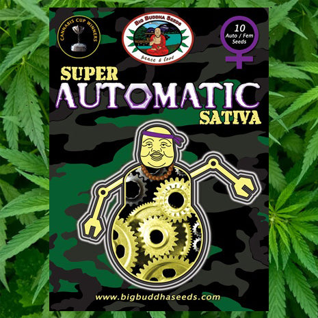 Big Buddha Seeds - Buddha Haze Automatic - aka Super Automatic Sativa