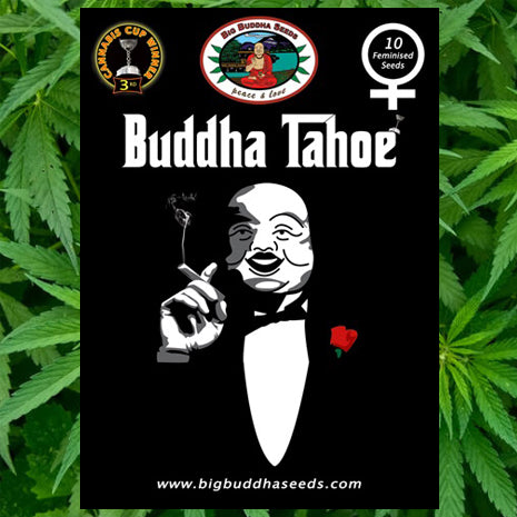 Big Buddha Seeds - Buddha Tahoe