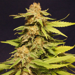 Kannabia Seeds - Big Bull (Kannabia Special)