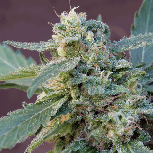 Big Monster Seeds - Sweet Carrot Jam