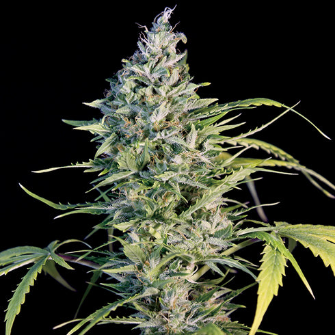 Big Monster Seeds - Big Monster Flow