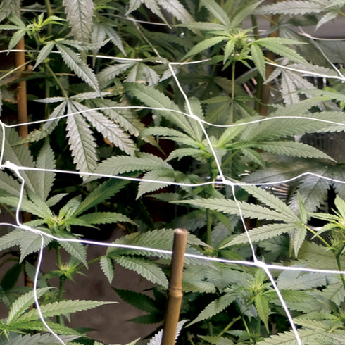 Big Monster Seeds - Big Monster Mix