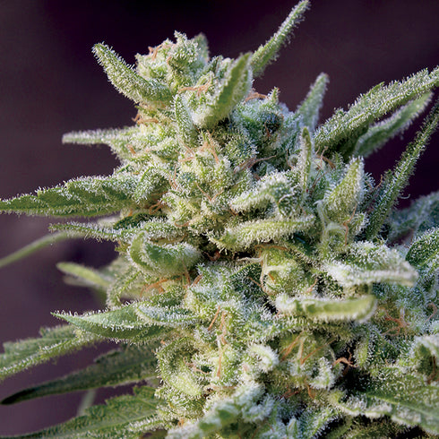 Big Monster Seeds - Black Hawk Auto