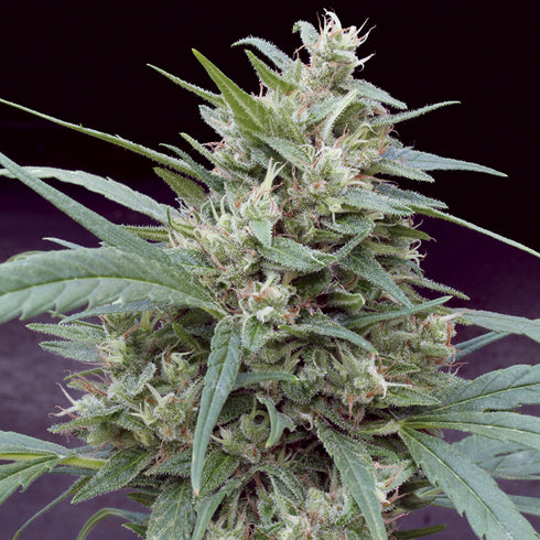 Big Monster Seeds - Cannape