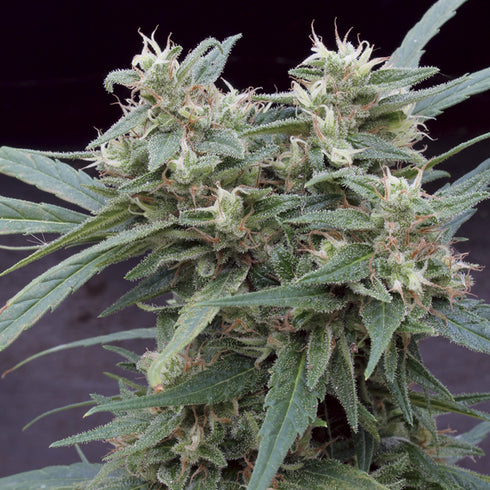 Big Monster Seeds - Gimli Auto