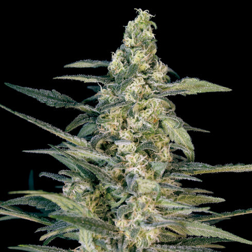 Big Monster Seeds - Green Joint Auto