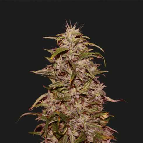 Kalashnikov Seeds - Big Altai Sativa Express