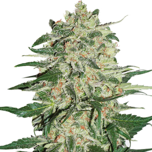 Seed Stockers Seeds - Big Bud Auto