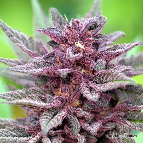 Norstar Genetics - Big City Lights