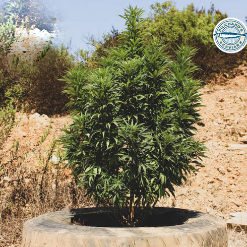 Pilchard's Caviar - Big Tuna