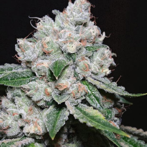 Karma Genetics - Biker Kush