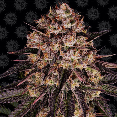 Barney's Farm Seeds - Biscotti Mintz