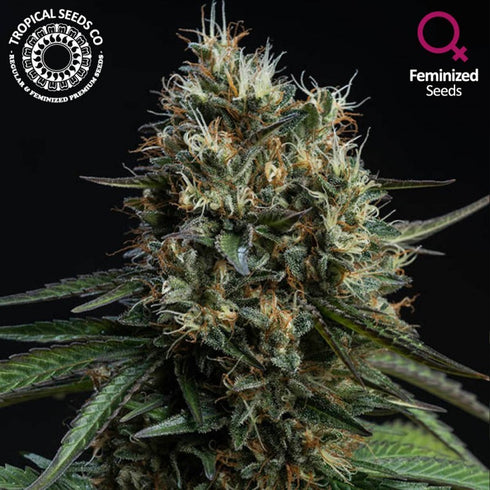 Tropical Seeds - Biscuit Buster  (Limited Edition)