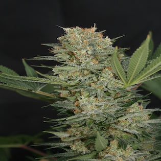 Lineage Genetics - Black Alpha