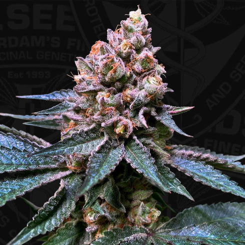 T.H. Seeds - Black Apple Hitchcock