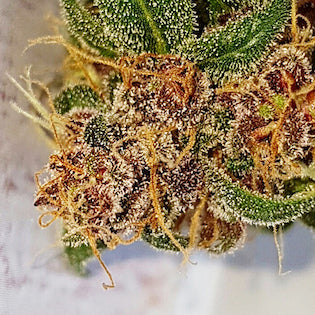 Lineage Genetics - Black Devil's OG