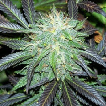 Sagarmatha Seeds - Black Domina Auto