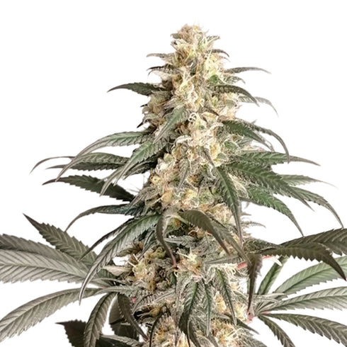 Super Sativa Seed Club - Black Lebanon