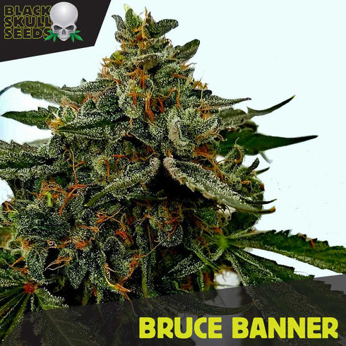 Black Skull - Bruce Banner