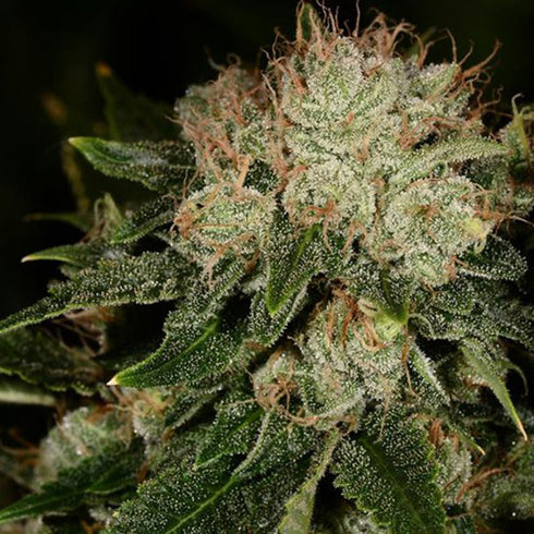 Black Skull - Bubble Bud