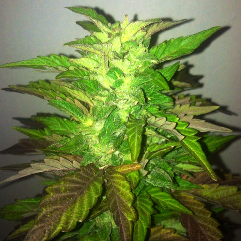 Black Skull - Diesel-Matic