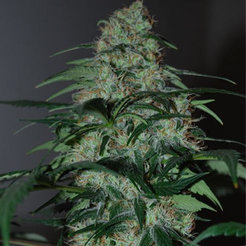 Black Skull - Five-O