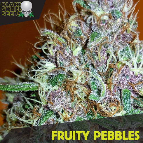 Black Skull - Tropical Nuggets (aka Fruity Pebbles)