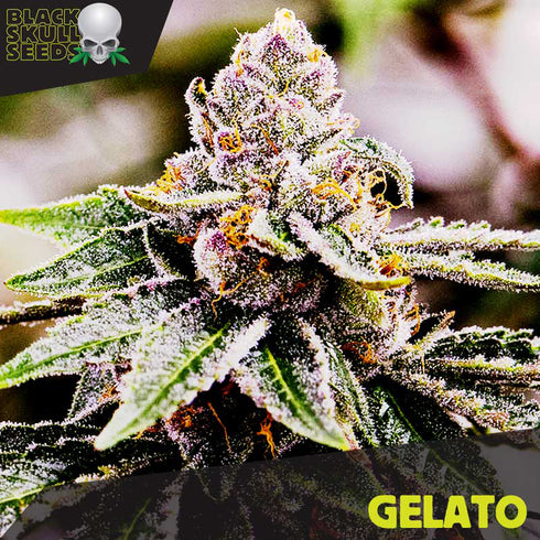Black Skull - Gelato