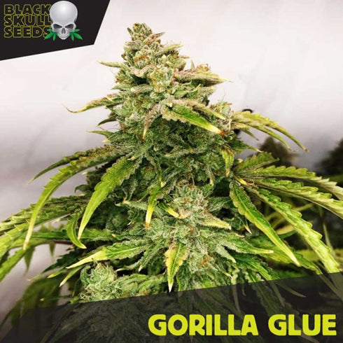 Black Skull - Gorilla Glue