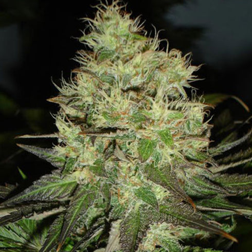 Black Skull - Jack Herer