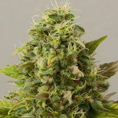 Black Skull - Pineapple Gum