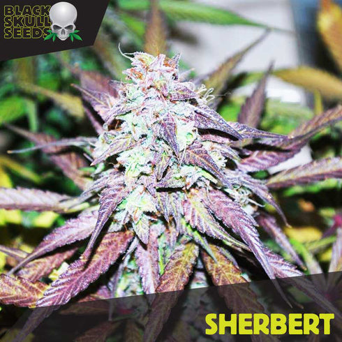Black Skull - Sherbet